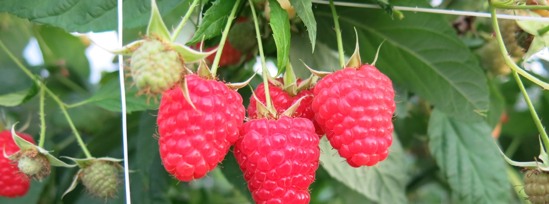 Himbeeren