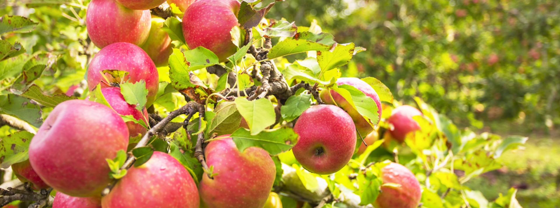 Apples