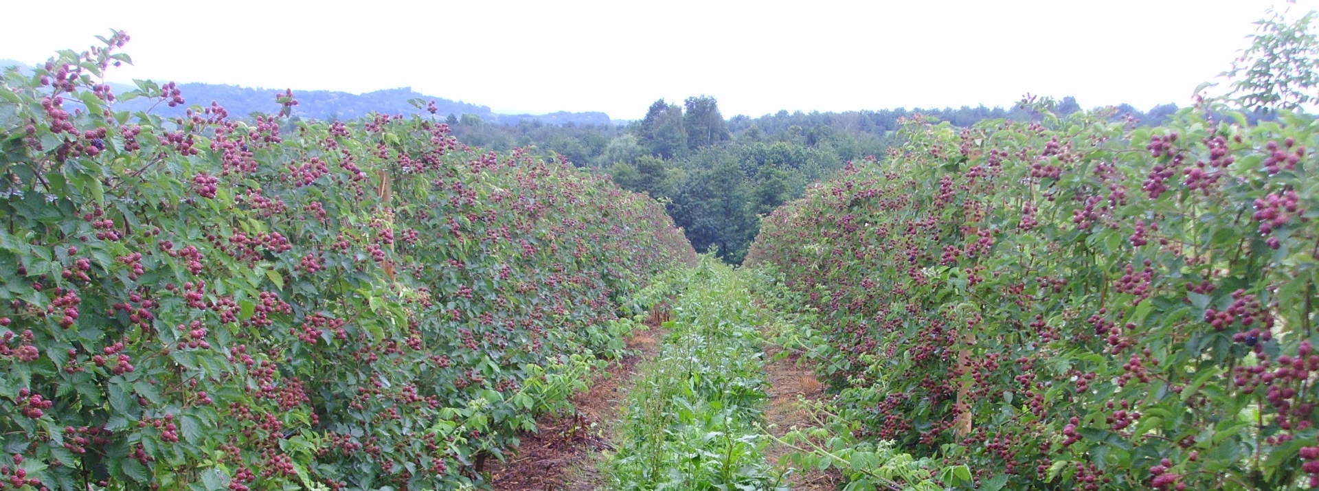 Brombeeren