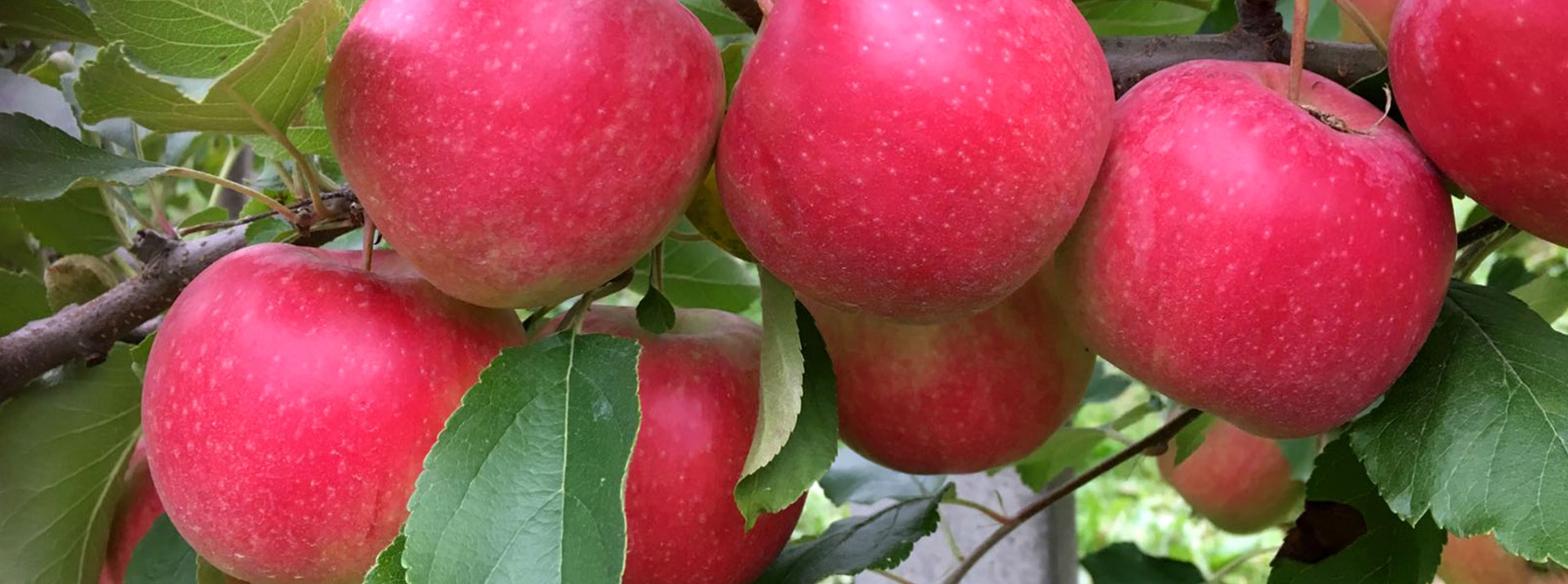 Apples